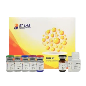 BT Lab Human Brain Derived Neurotrophic Factor ELISA